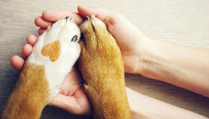 Dogs Paws in Human Hands