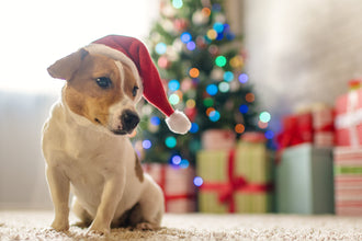 How to Choose a Safe and Healthy Holiday Gift for Your Pet