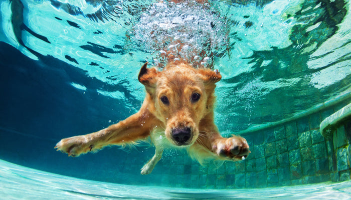 Golden retriever dog jumping into pool looking into camera lens