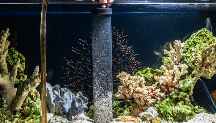 Fish 101: The Importance of Water Changes