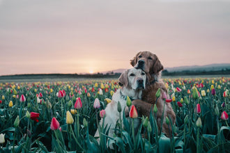 Earth Day:  Earth-Friendly Pet Products