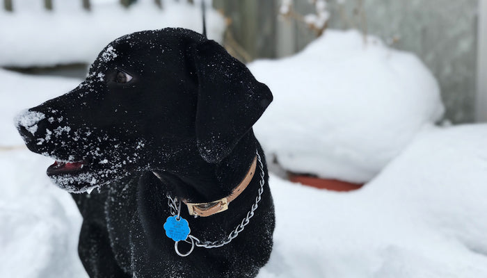 Black Lab Dog Looking to the Side in Snow