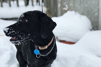 Keeping Your Dog Fit & Happy in the Winter
