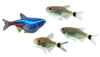 Community Aquarium Fish