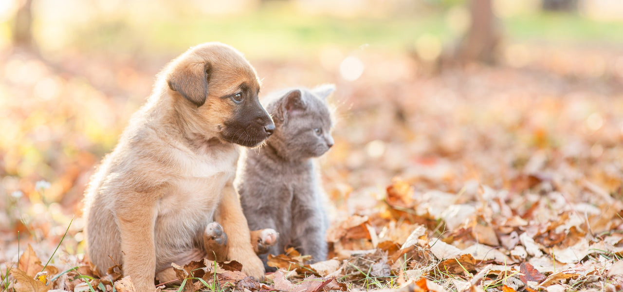 Puppy and kitten sitting together in a park with fallen leaves