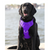 Monterey Bay Dog Chesapeake Harness Purple Rain