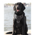 Monterey Bay Dog Chesapeake Harness Black