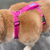 Monterey Bay Dog Chesapeake Harness Sunset Pink