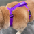 Monterey Bay Dog Chesapeake Harness Purple Rain