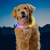 NiteHowl Max Rechargeable LED Safety Necklace Universal Size Disc-O Select