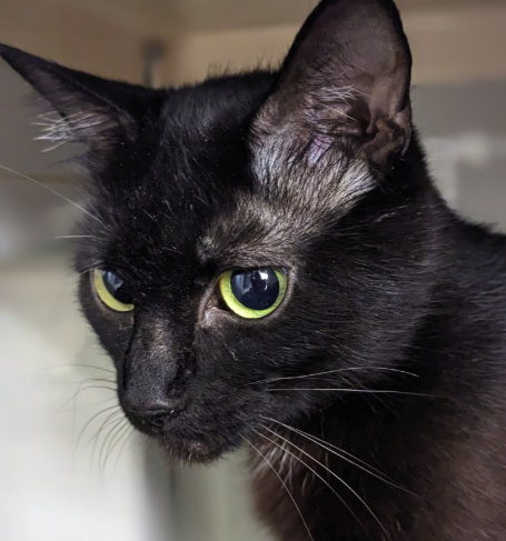 adoption photo