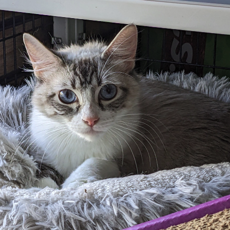 adoption photo