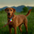 PetLit Rechargeable Disc-O Tech Dog Collar Safety Light