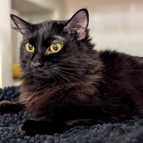 adoption photo