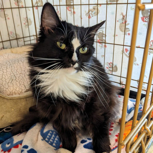 adoption photo