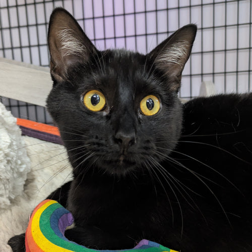 adoption photo