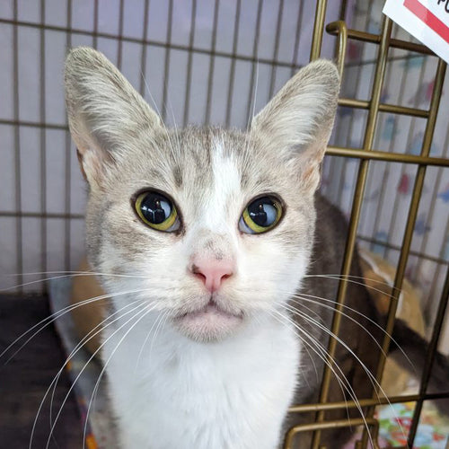adoption photo
