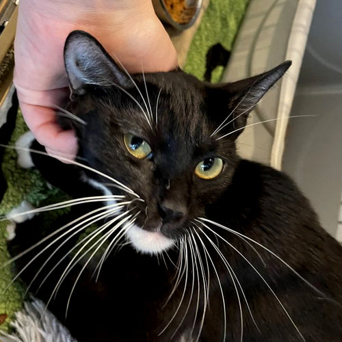 adoption photo