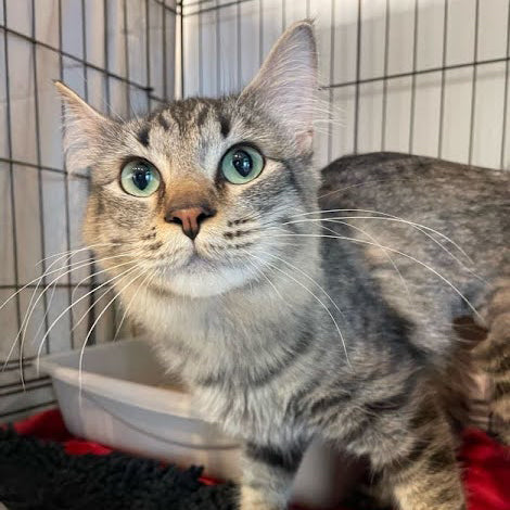 adoption photo