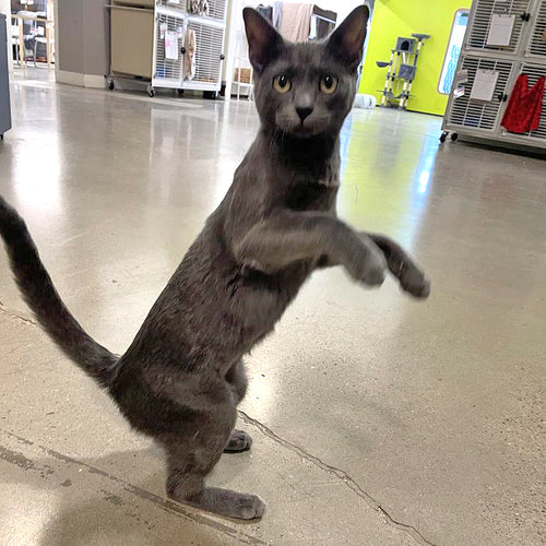 adoption photo
