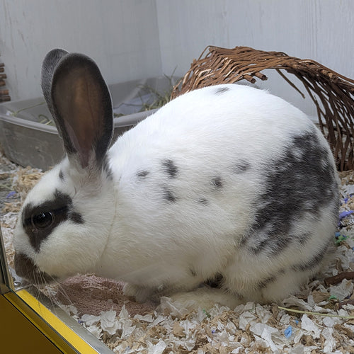 adoption photo