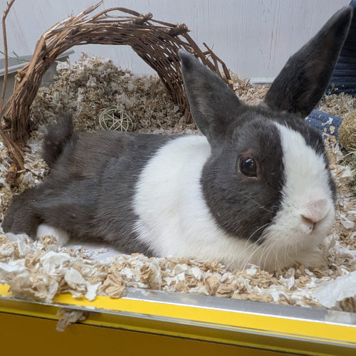 adoption photo