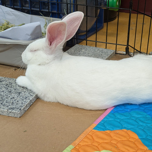 adoption photo