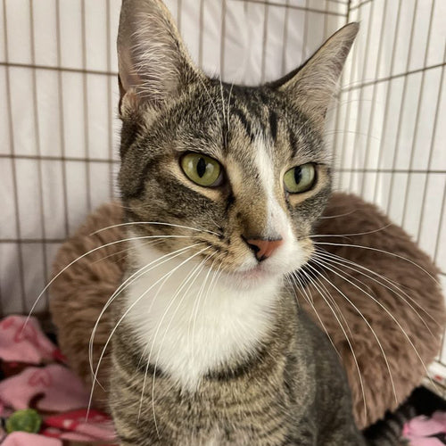 adoption photo