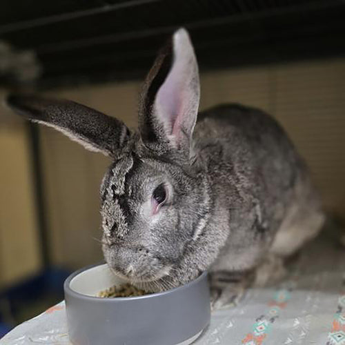 adoption photo
