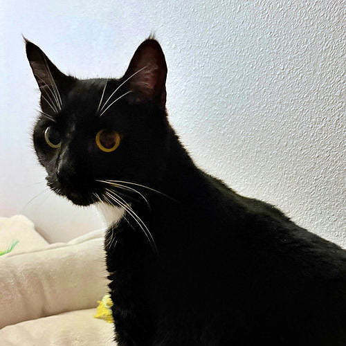 adoption photo