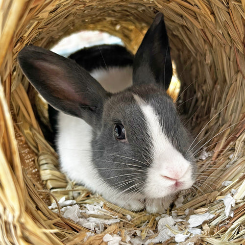 adoption photo
