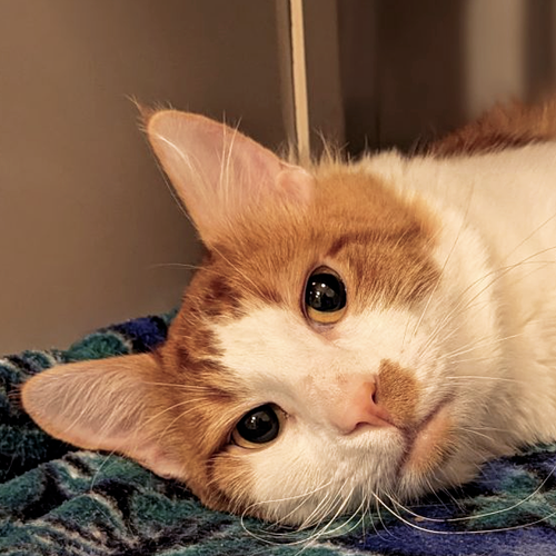 adoption photo