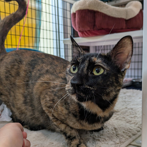 adoption photo