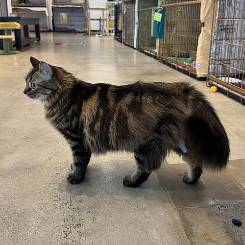 adoption photo