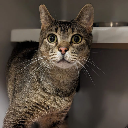 adoption photo