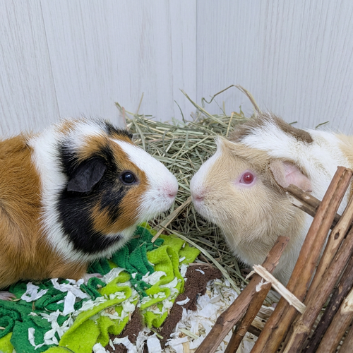 adoption photo