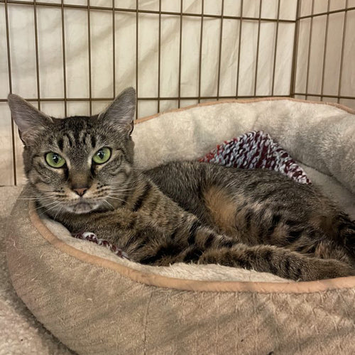 adoption photo