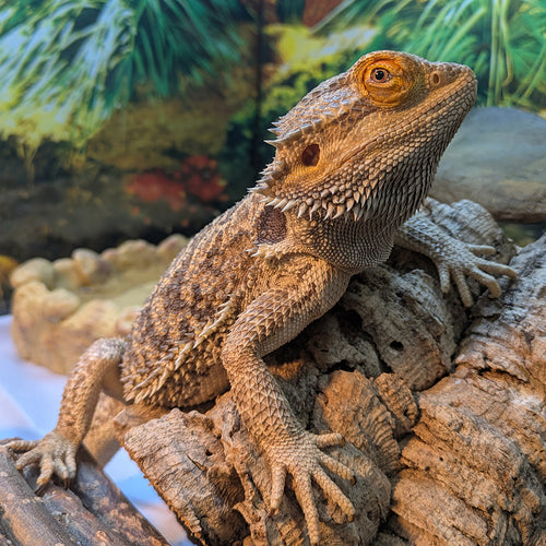 adoption photo