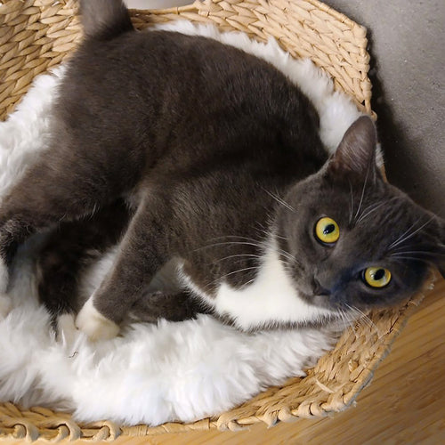 adoption photo
