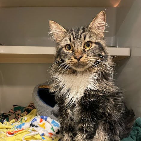 adoption photo