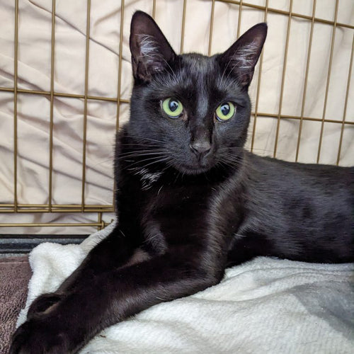 adoption photo