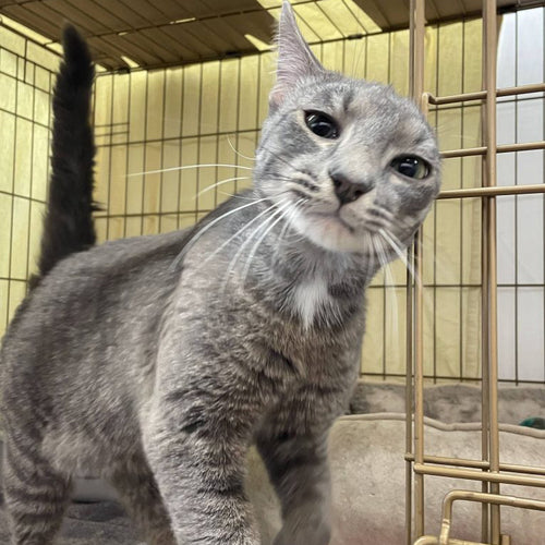 adoption photo