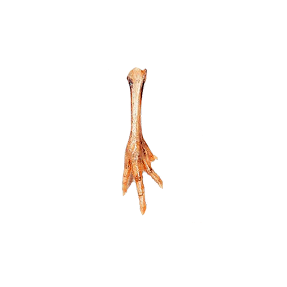 Natural Dehydrated Chicken Foot Dog Chew