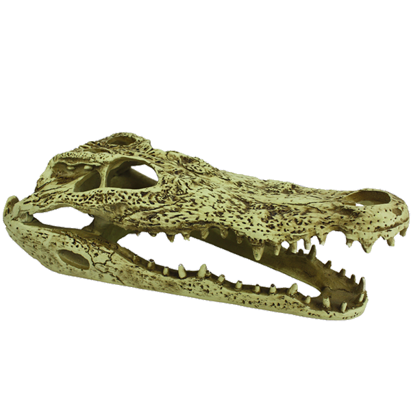 Alligator Skull Resin Reptile Terrarium Decoration & Hideout