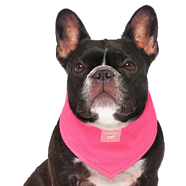 Cooling Bandana Water Retaining Accessory for Dogs Pink