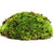All Natural Living Frog Pillow Moss Reptile & Amphibian Substrate