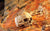 Realistic Artificial Human Primate Skull Hideout Reptile Habitat Decor