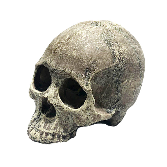 Human Skull Half Resin Reptile Terrarium Decoration & Hideout