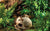 Realistic Artificial Human Primate Skull Hideout Reptile Habitat Decor